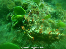 Two Nudibranch's mating, Found these two at the end of th... by Liam Triggs-Fulton 